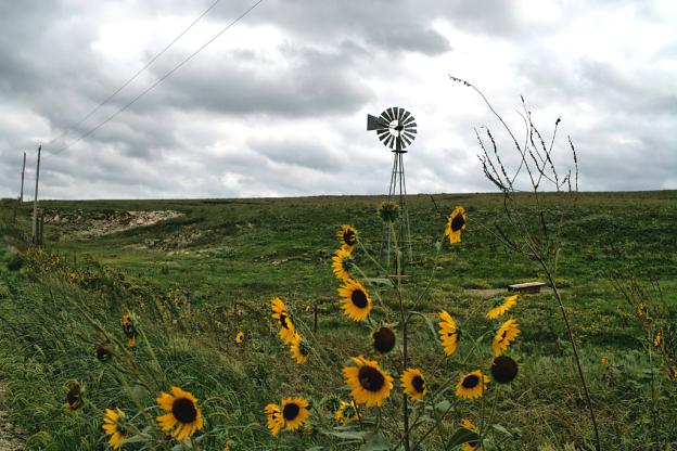 Wild Sunflowers