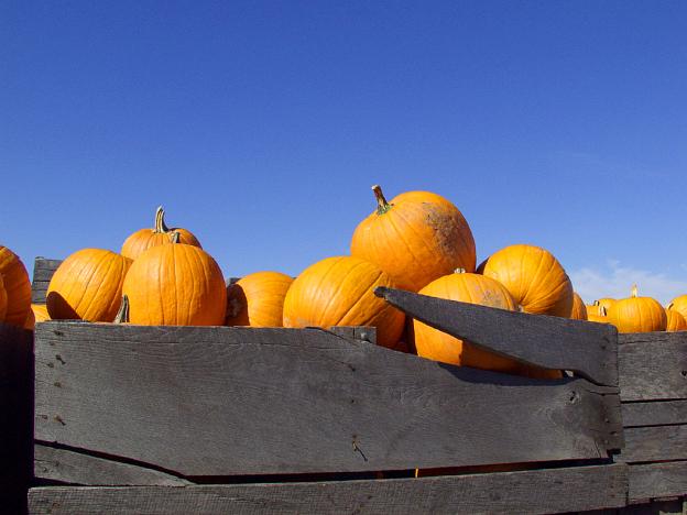 Pumpkin Bin