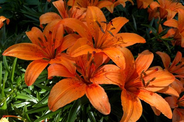 Orange Lillies